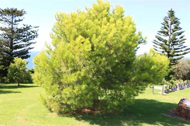 Gerringong Cemetery Lone Pine #1