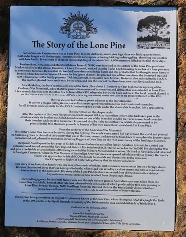 Gerringong Cemetery Lone Pine #3