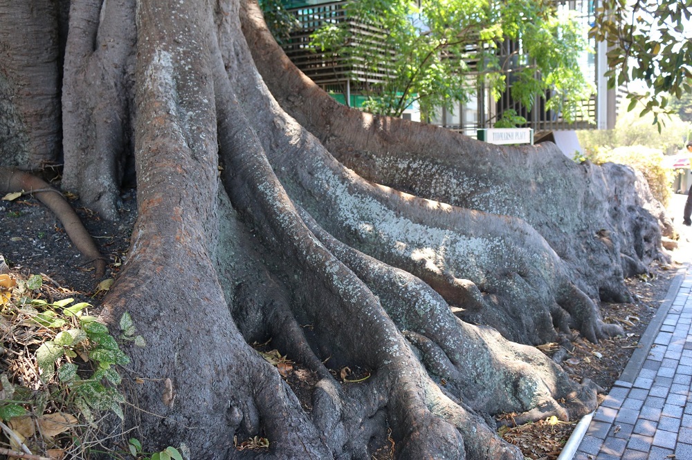 library-fig-tree-kiama-library