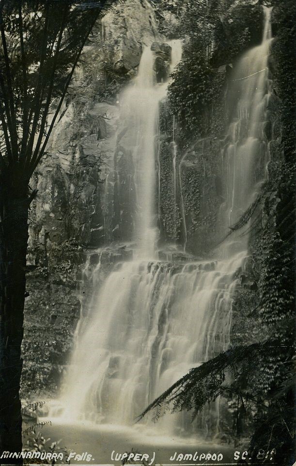 Minnamurra Rainforest and Minnamurra Falls Kiama Library