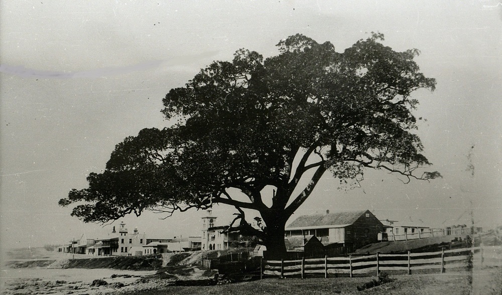 black beach figtree