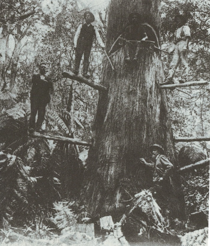 cedar platforms