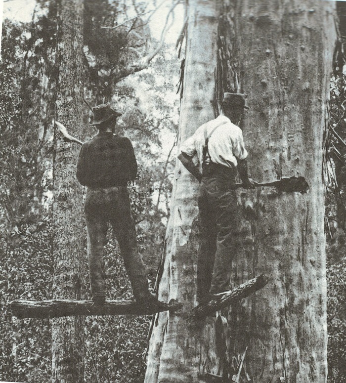 tree felling platforms