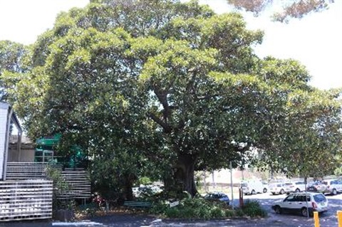 Library figtree
